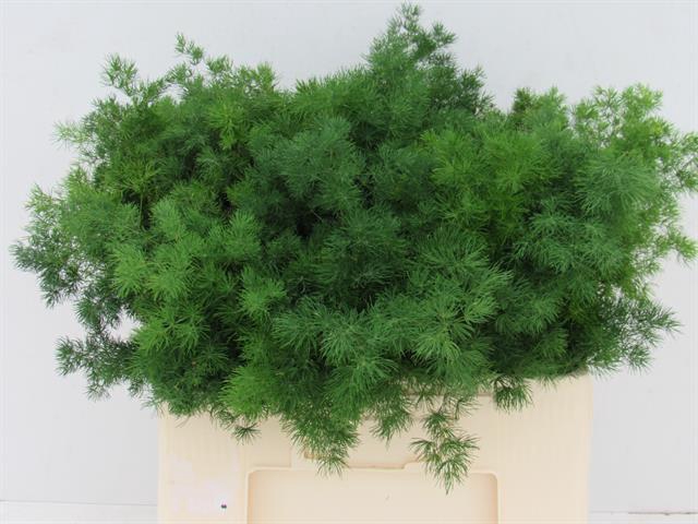 <h4>Leaf asparagus umbellatus</h4>