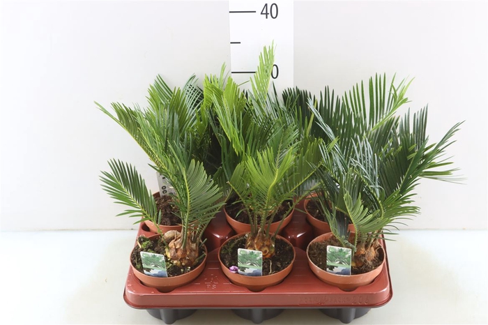 <h4>Cycas Revoluta</h4>
