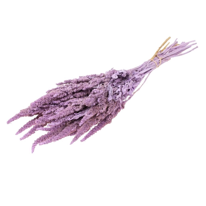 <h4>Amaranthus lilac misty</h4>