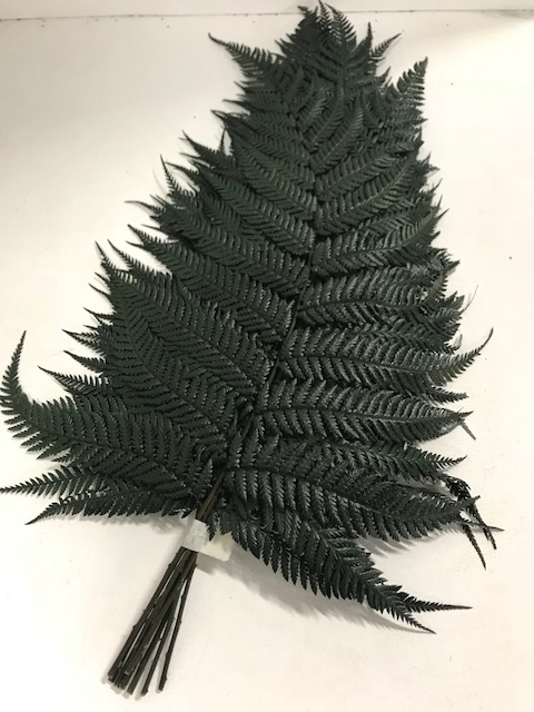<h4>Brilliant fern 30/40cm</h4>
