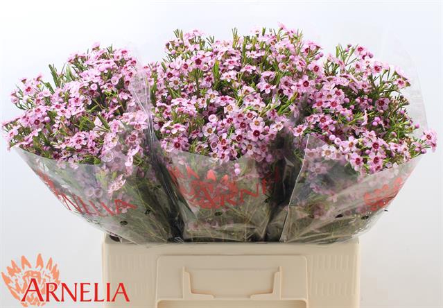<h4>Chamelaucium raspberry ripple</h4>