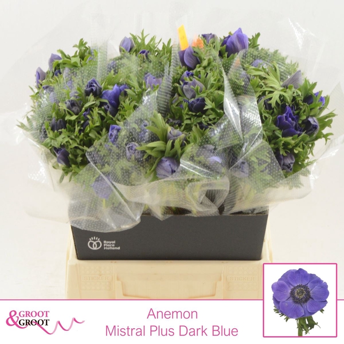 <h4>Anemone Mistral Plus Dark Blue</h4>