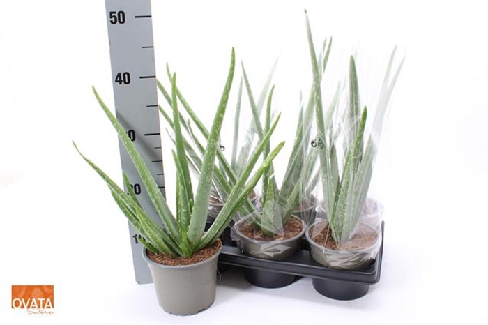 <h4>Aloe vera</h4>