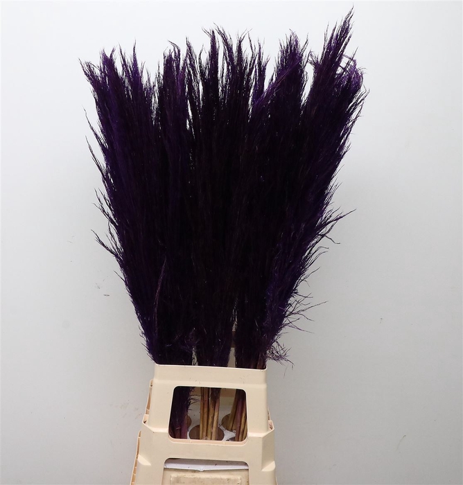 <h4>Corta Dried X50 Purple</h4>