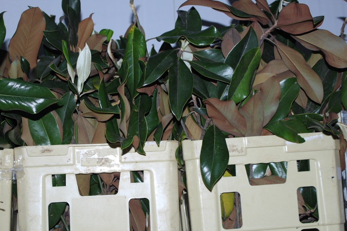 <h4>FOLHAGEM MAGNOLIA</h4>