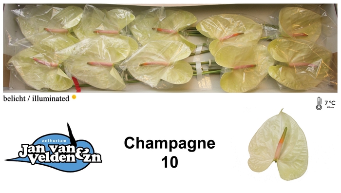 <h4>Champagne 10</h4>
