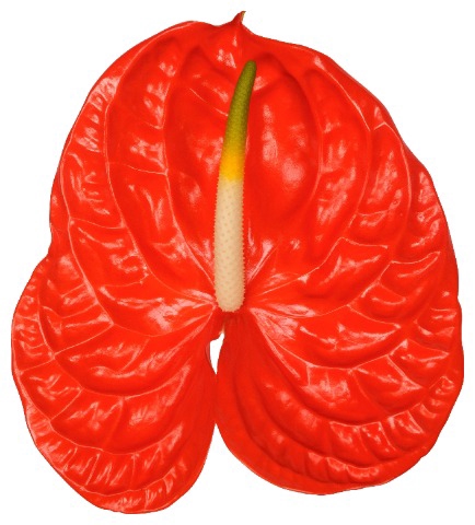 <h4>Anthurium sun eye</h4>