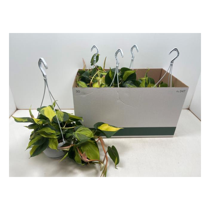<h4>Philodendron Scandens Brasil 17Ø 40cm</h4>