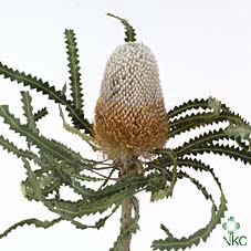 <h4>Banksia prionotes</h4>