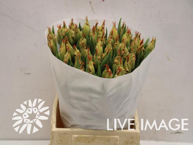 <h4>Tulipa fr leo</h4>