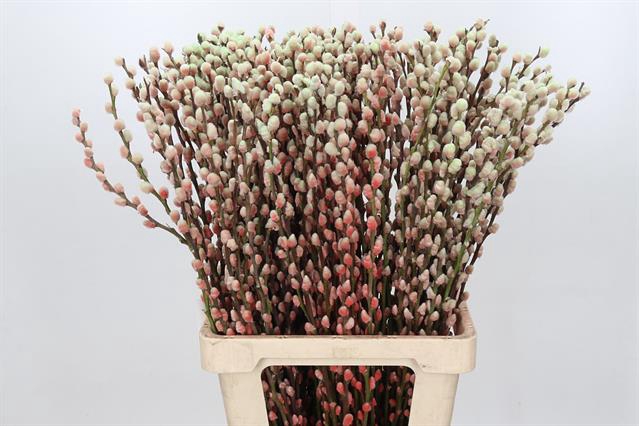 <h4>Salix paint pussy willow bubblicious</h4>