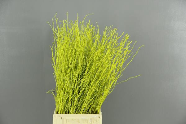 <h4>Betula Bs Paint Lime Green Fst</h4>