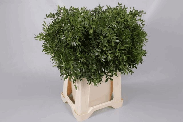 <h4>Leaf pistacia select</h4>