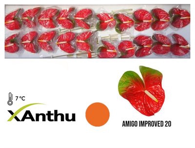 <h4>Anthurium amigo improve</h4>