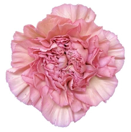 <h4>Di St Lege Pink</h4>