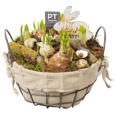 <h4>PTNBP1773 Arrangementen Narcissus (Other Grp) 'Tête-à-Tête'</h4>