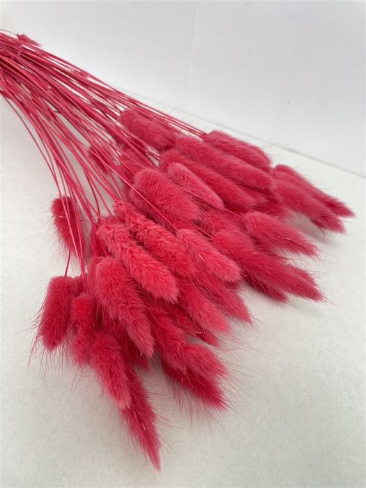 <h4>Dried Lagurus Bleached Light Red Bs</h4>