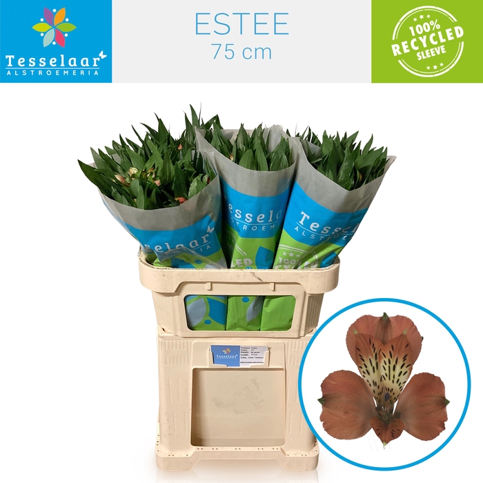 <h4>ALSTR ESTEE</h4>