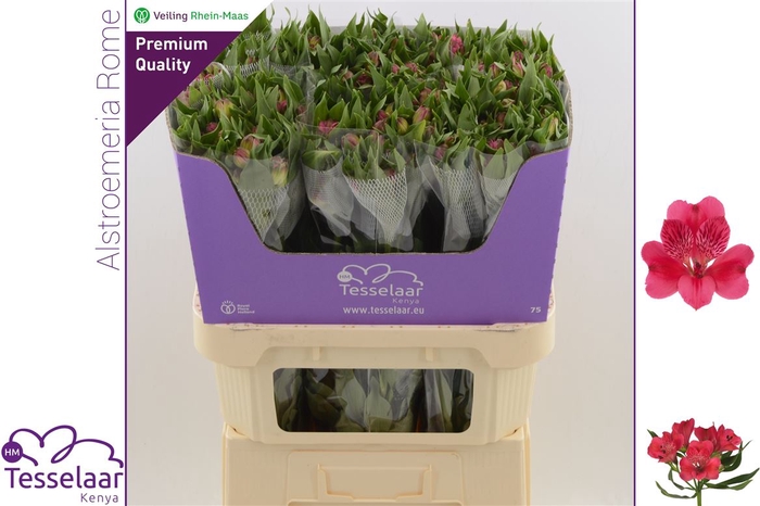 <h4>Alstroemeria Rome | Heavy Quality</h4>
