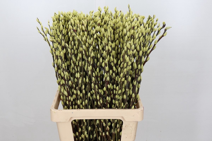 <h4>Salix paint pussy willow mint green</h4>