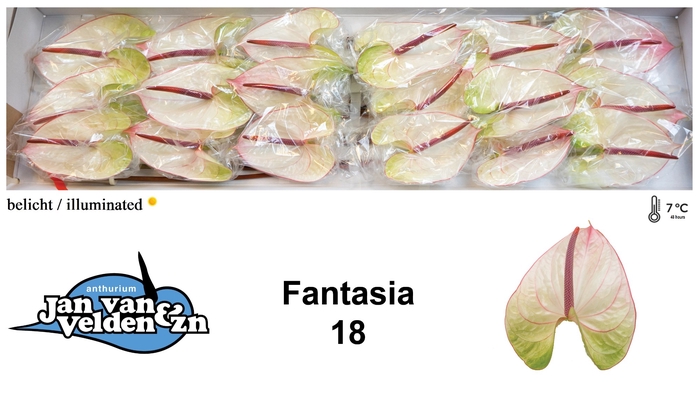 <h4>Fantasia 18</h4>
