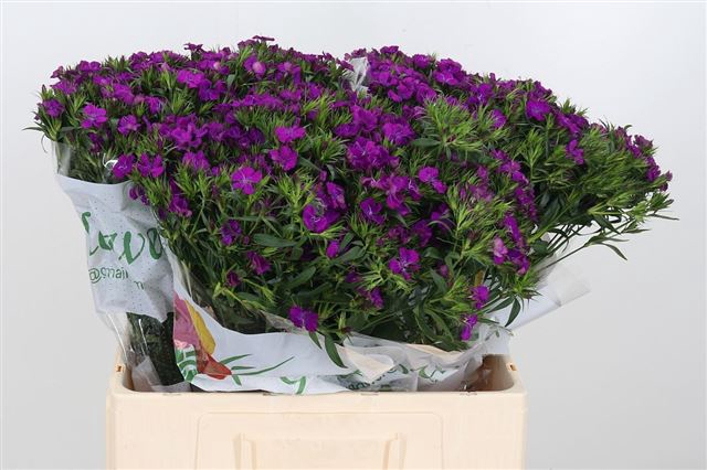 <h4>Dianthus br amazone neon purple</h4>