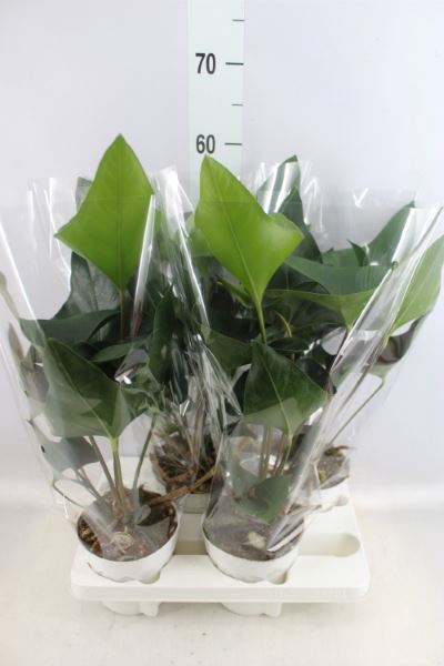 <h4>Anthurium  'Arrow'</h4>