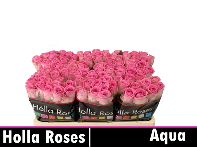 <h4>Rosa la aqua!</h4>