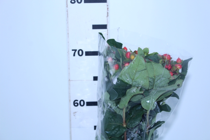 <h4>HYPERICUM MAGICAL TRIUMPH 070 CM</h4>