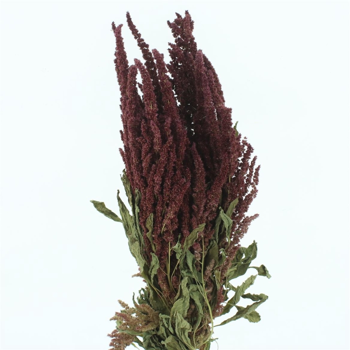 <h4>Dried Amaranthus Red P/bunch</h4>