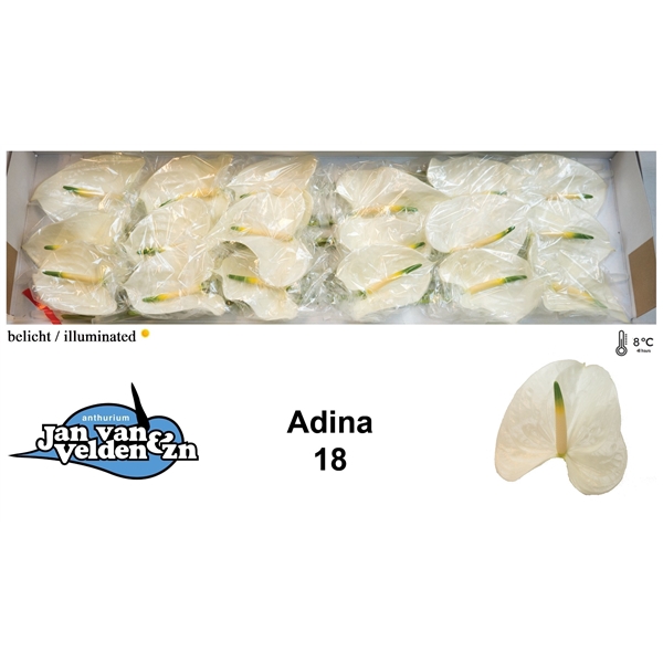 <h4>Adina 18</h4>