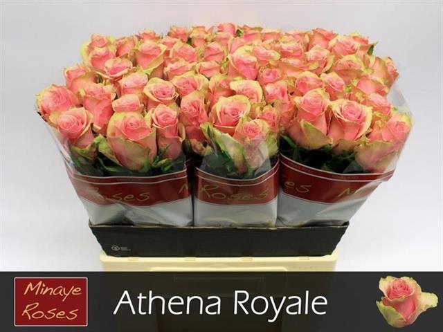 <h4>R GR ATHENA ROYALE</h4>