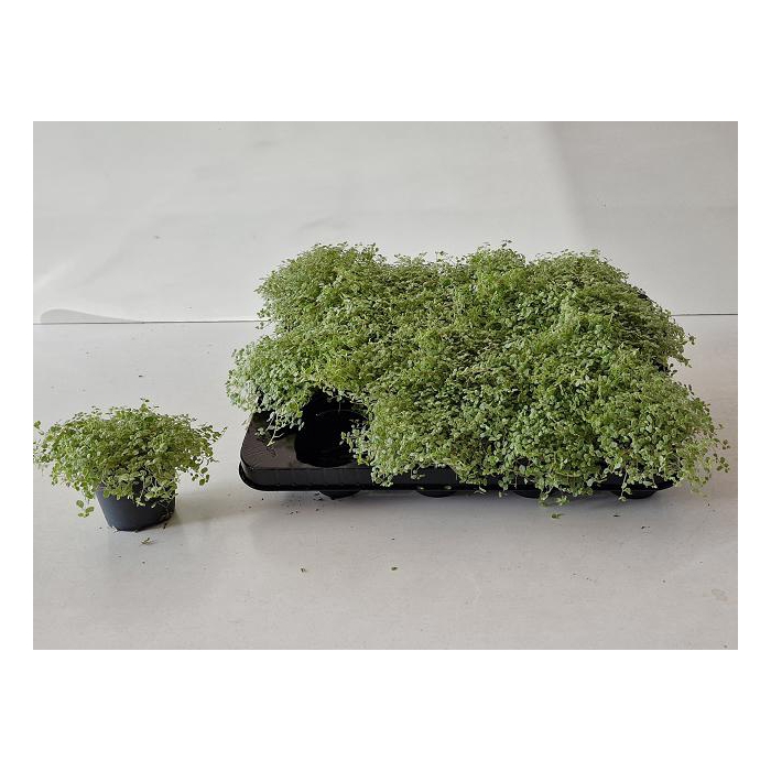 <h4>Soleirolia soleirolii Variegata 8Ø 10cm</h4>