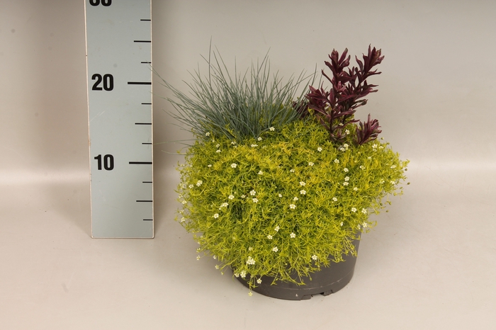 vaste planten 19 cm  Festuca Mornegtau, Sagina Heligrun, Hebe