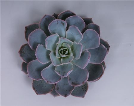 <h4>Echeveria colorata cutflower</h4>