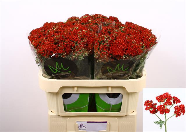 <h4>Achillea discodip red</h4>