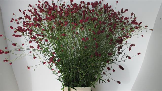 <h4>Sanguisorba arnhem</h4>