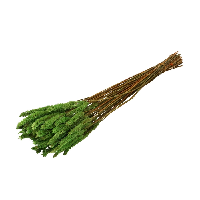 <h4>Droogbloem Celosia 70cm</h4>