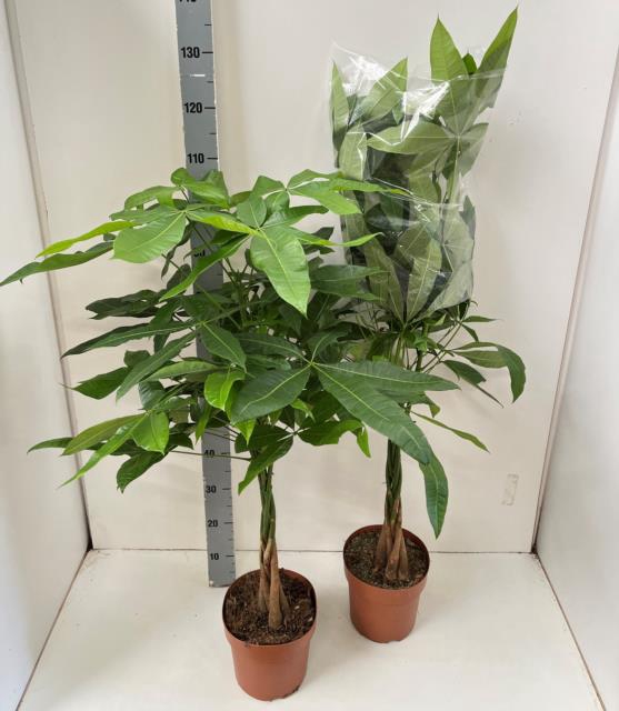 <h4>PACHIRA AQUATICA</h4>