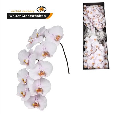 <h4>Phalaenopsis alpha (per flower)</h4>