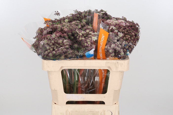 <h4>Daucus Carota</h4>