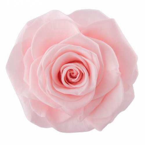 <h4>Rose Ava Pink Champagne</h4>