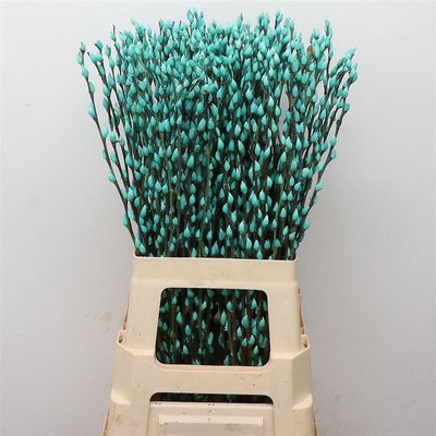 <h4>Salix paint pussy willow turquoise</h4>