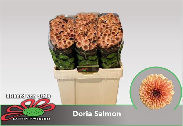 <h4>Chr San Doria Salmon</h4>