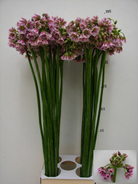 <h4>Allium Rosy Bells</h4>