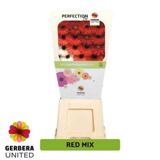 <h4>Gerbera diamond mix red-white</h4>