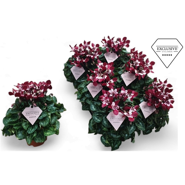 <h4>Cyclamen Exclusive® Djix Wijnrood</h4>