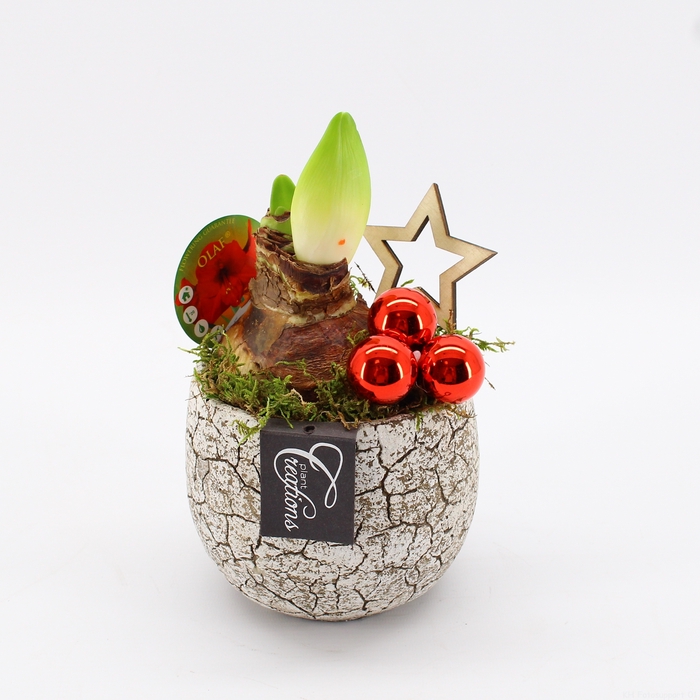 <h4>HICR-2323R Kerst Amaryllis</h4>