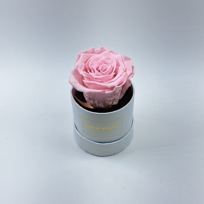 Box rd 8cm wit-roze