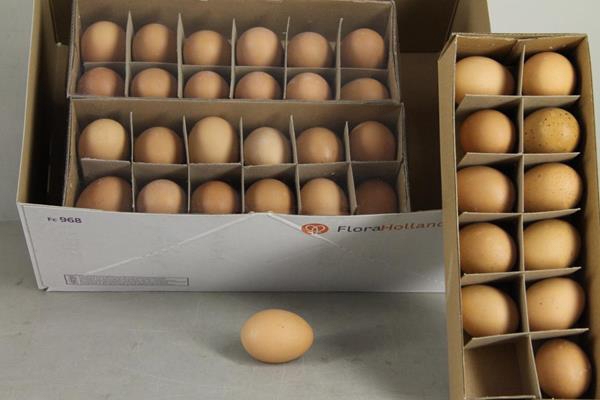 <h4>Egg Chicken Brown Box(12pcs)</h4>